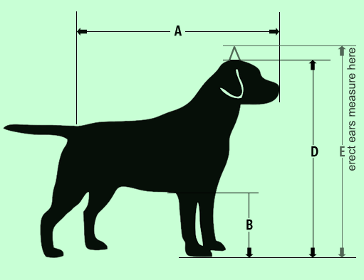 Side view of a dog showing airline kennel measurements A for body length, B for front leg and D for standing height