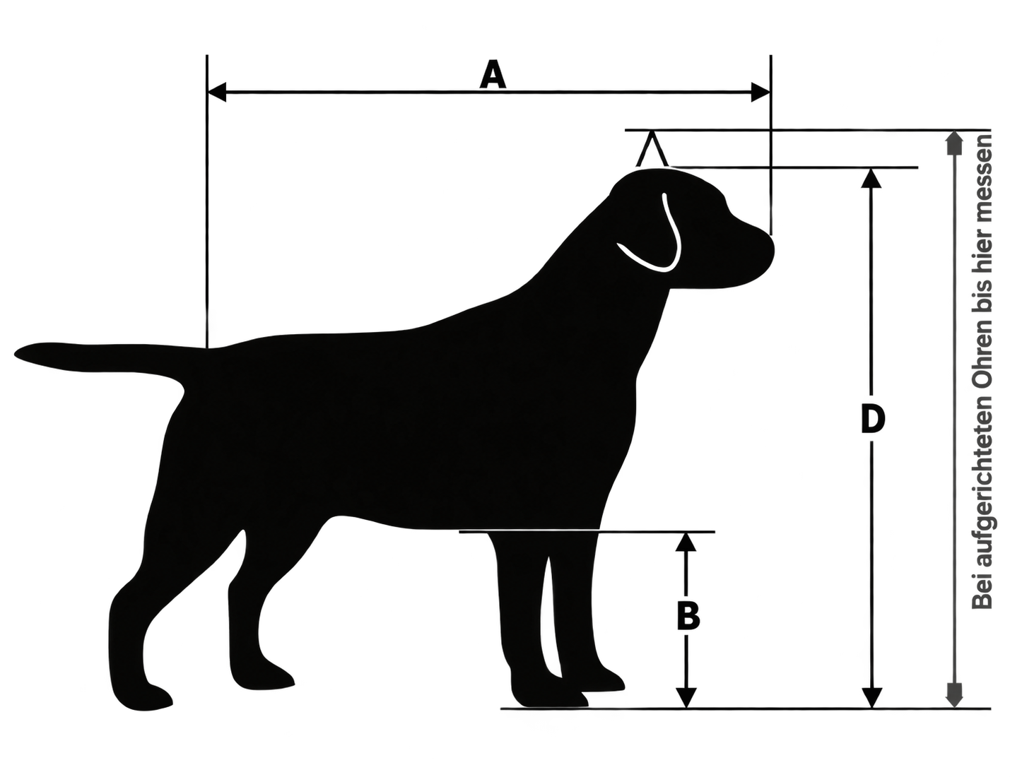 Seitenansicht eines Hundes mit den Maßen A, B und D