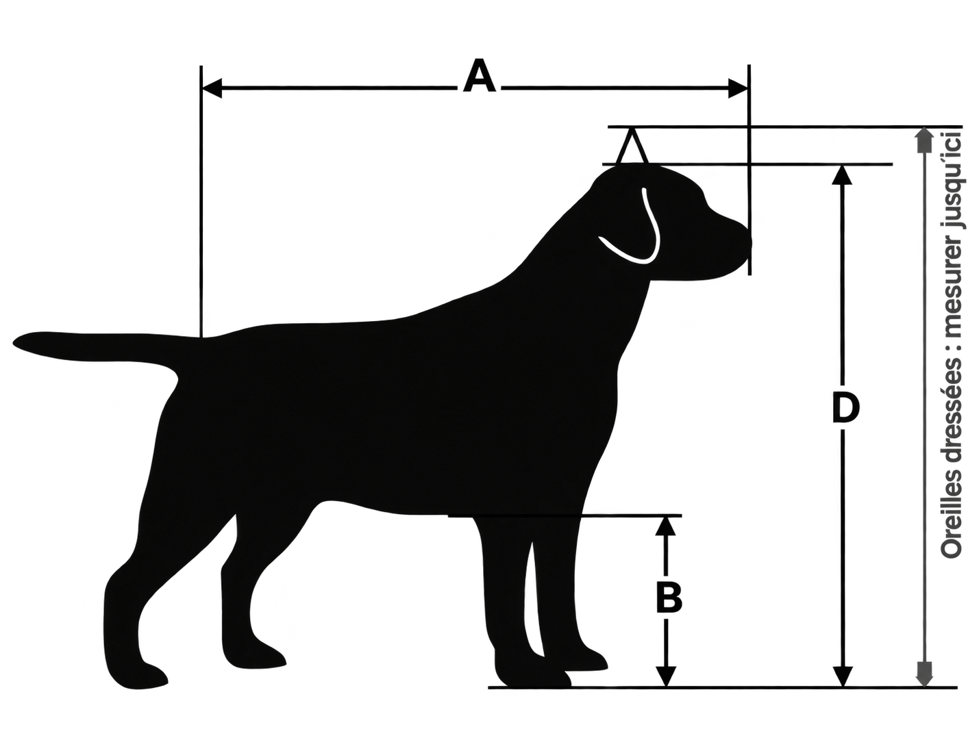 Vue de profil d’un chien avec les mesures A, B et D